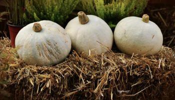 Тикви след прибиране на реколтата