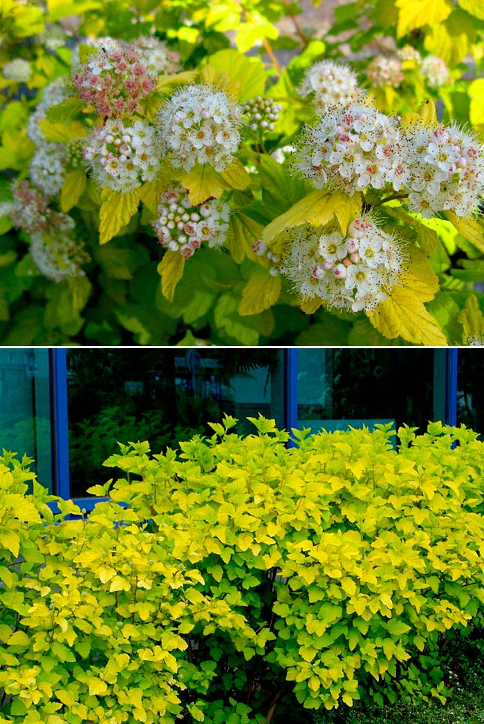 Разнообразие Лутеус Physocarpus luteus