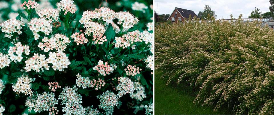 Разнообразие Нанус Физокарпус Нанус