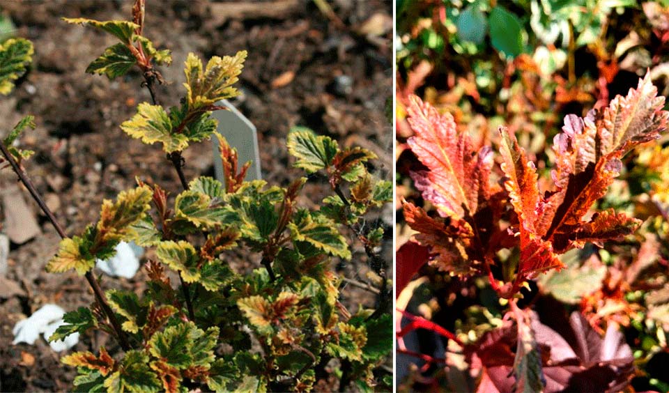 Разнообразие от хамелеон Физокарпус Хамелеон