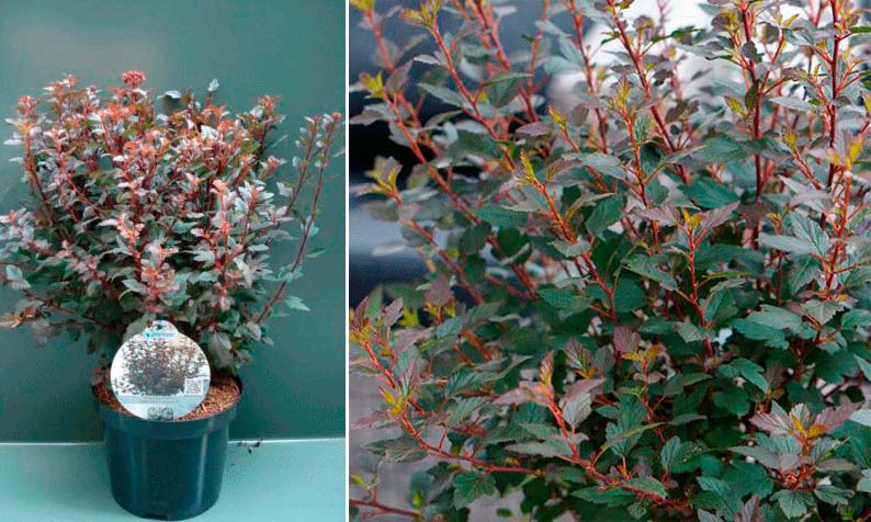 Разнообразие Little Joker Физокарпус „Малкият жокер“