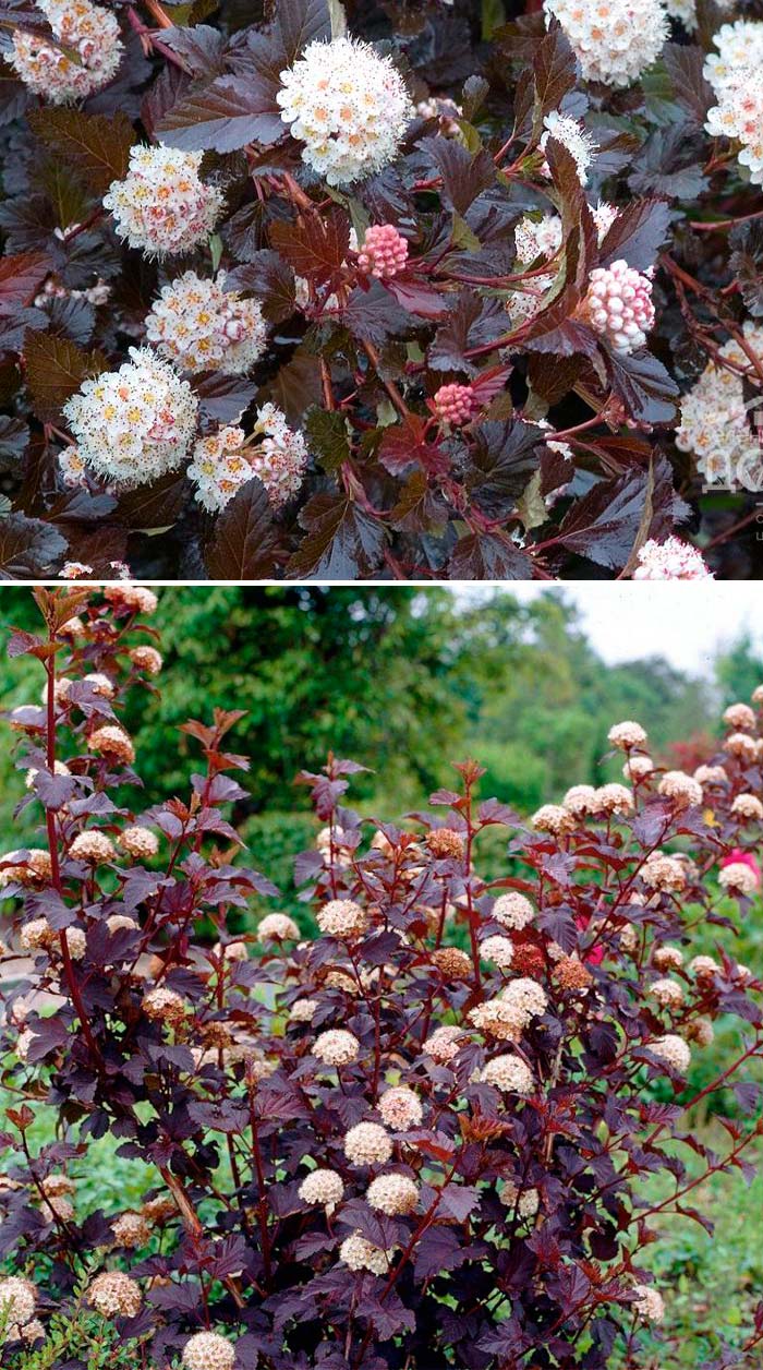 Физокарпус Полунощ Полунощен сорт