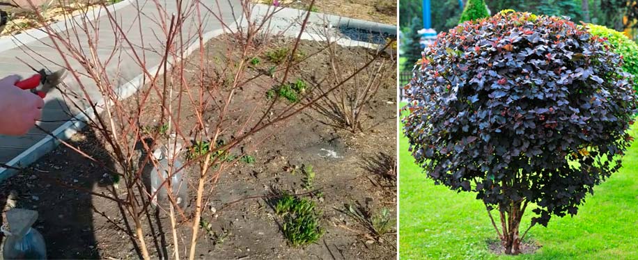 Образуване на храст Подрязване на физокарпус