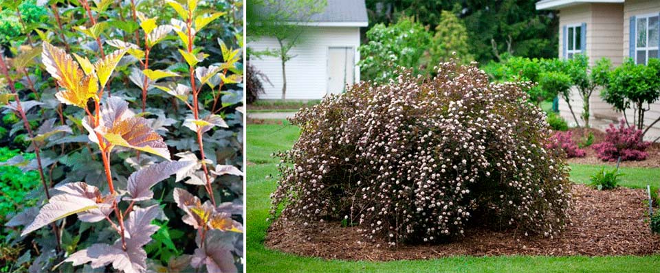 Изглед към лятна лоза Лятна лоза от мехурчета