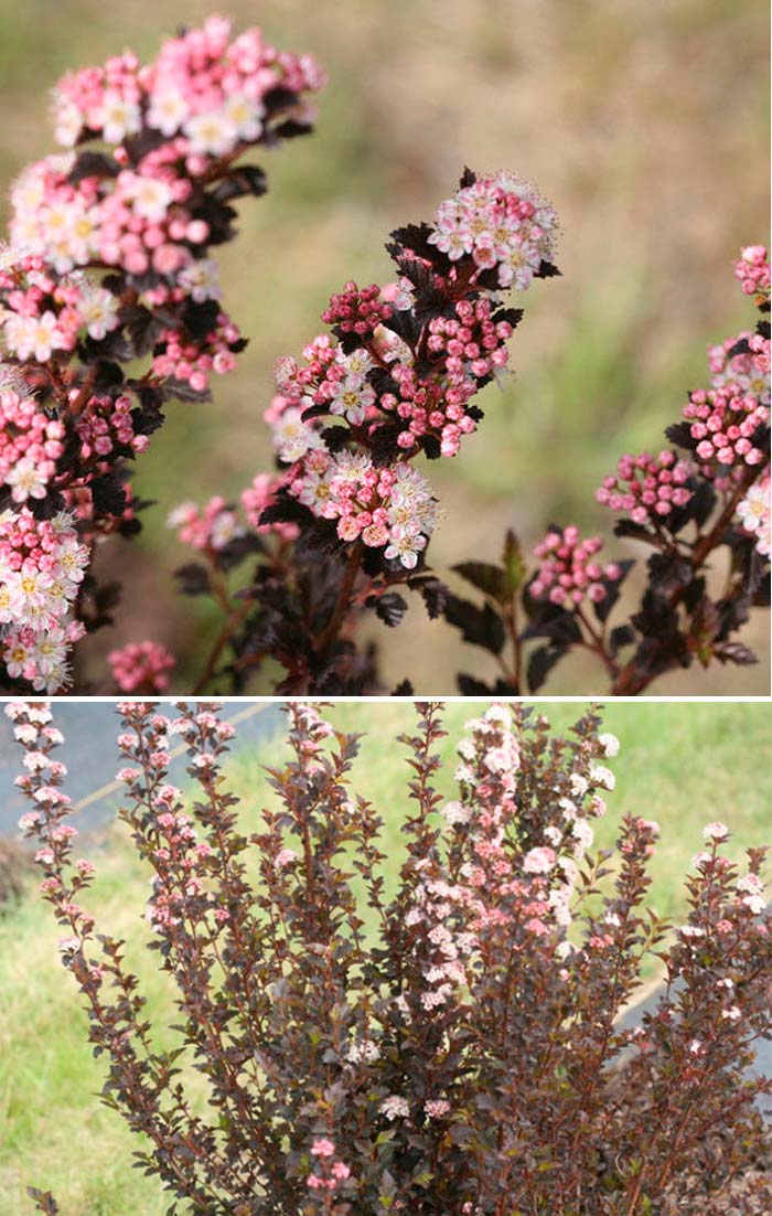 Малък сорт вино Малка лоза от мехурчета