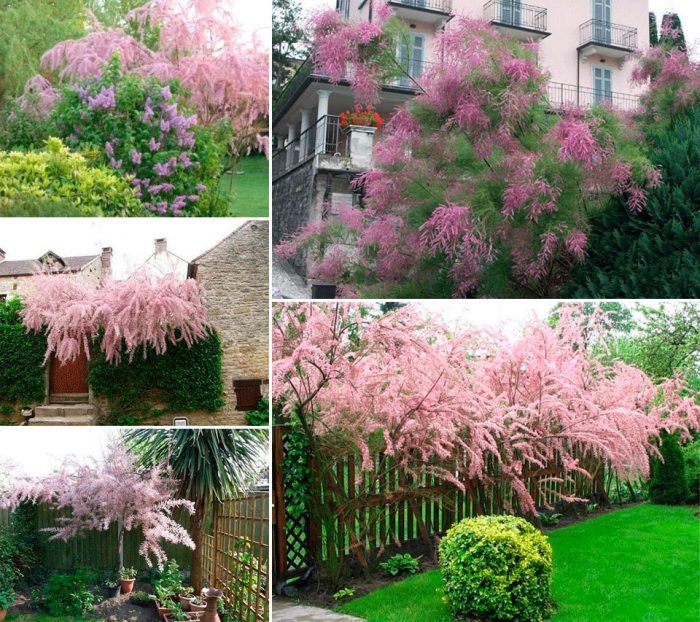Тамариск в градината