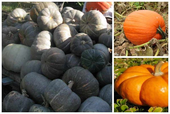 Различни тикви в градинските лехи