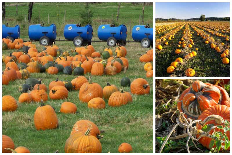 Прибиране на реколтата във ферма за тикви Ферма за тикви