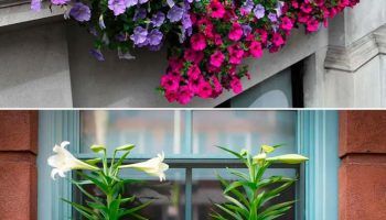 Композиционно разнообразие