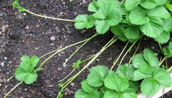 Ягода с мустаци