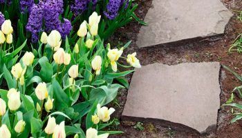 Луковични цветя