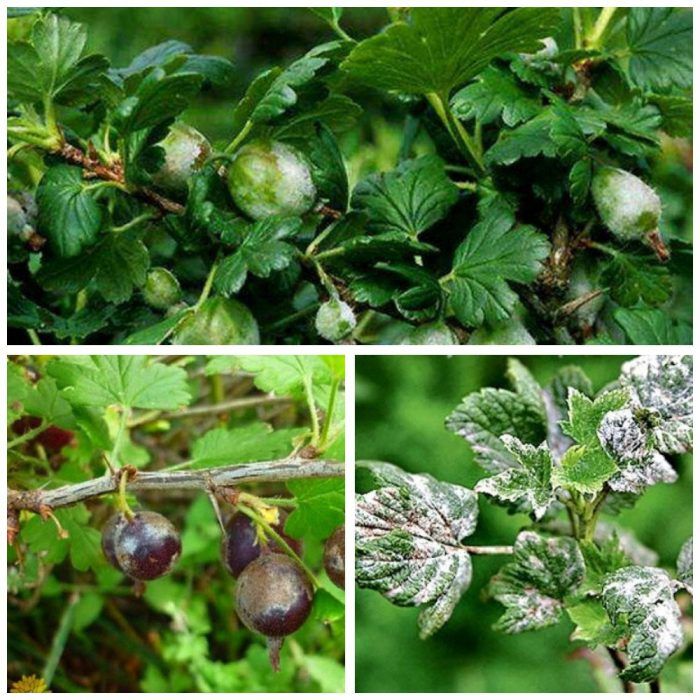 Брашнеста мана по касис и цариградско грозде