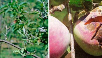 Брашнеста мана по ябълково дърво