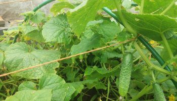 Краставиците са равни