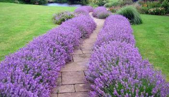 Растения по пътеките