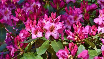Рододендрон