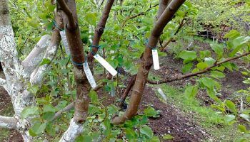 Присаждане на дървета