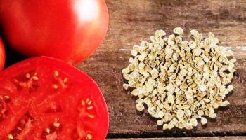 Семена от домати