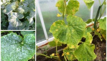 Брашнеста мана по краставиците