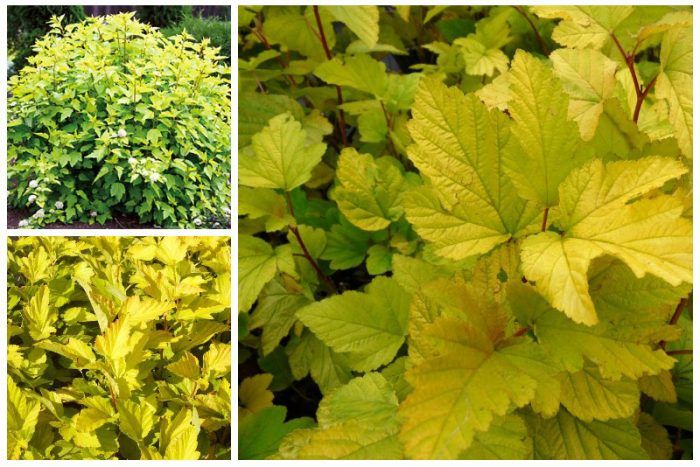 Разнообразие Ауреа Аурея