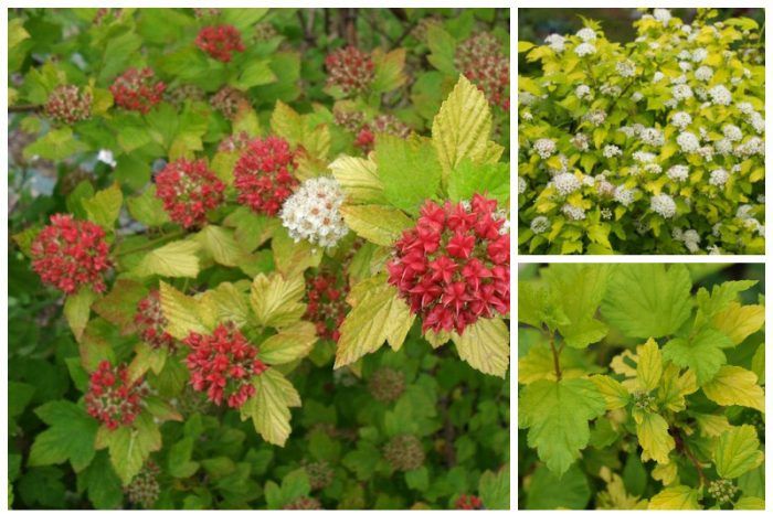 Дартс Голд Цъфтящи дартс злато