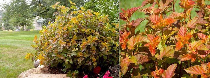 Физокарпус сорт Амбър Джубили Сорт Амбър Юбилей