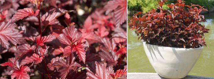 Сорт пихтиелист Little Angel Малък ангел