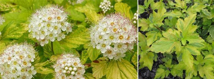 Сорт Физокарпус Енис Голд Сорт Енис Голд