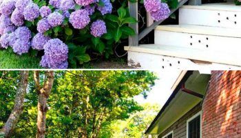 Хортензия на верандата и къщата