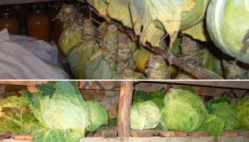 Съхранение на зеле