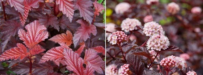 Дама в червено Дама в червено