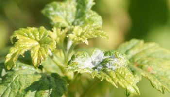 Брашнеста мана по касис