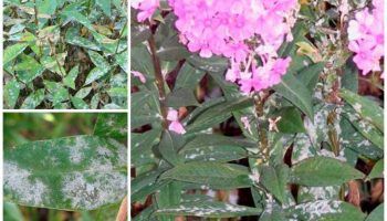 Брашнеста мана по флокс