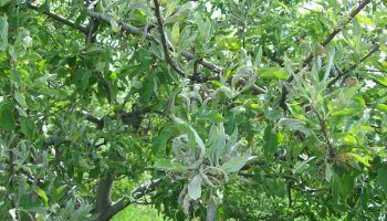 Брашнеста мана по дърво