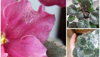 Брашнеста мана по теменужки