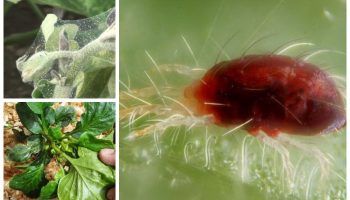 Паякообразни акари по разсад