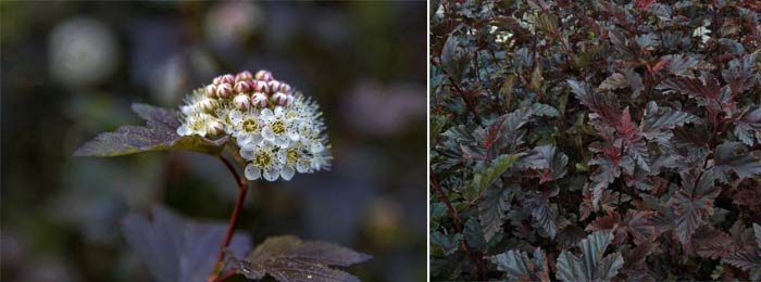 Две снимки на Червения барон Сорт Червен барон