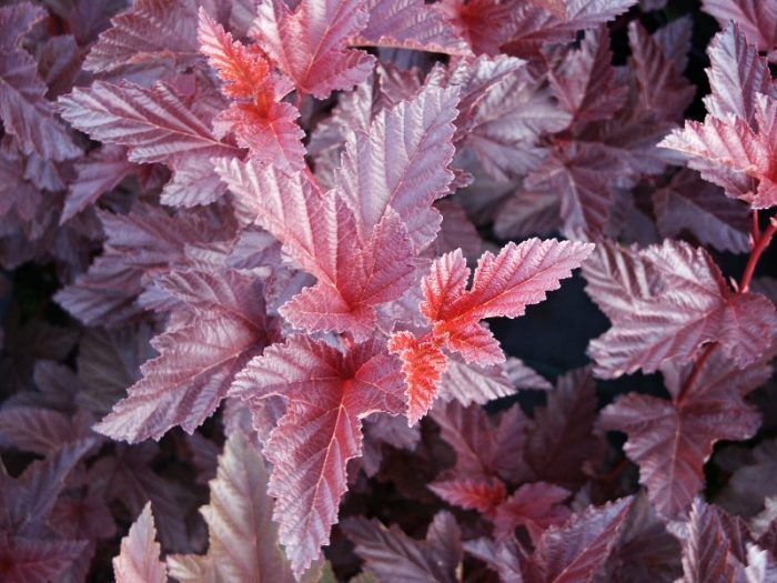 Сорт пихтиелист Шух Сорт Шух