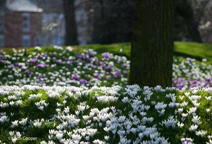 Кокичета в пейзажа
