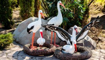 Щъркелите са популярни градински скулптури.