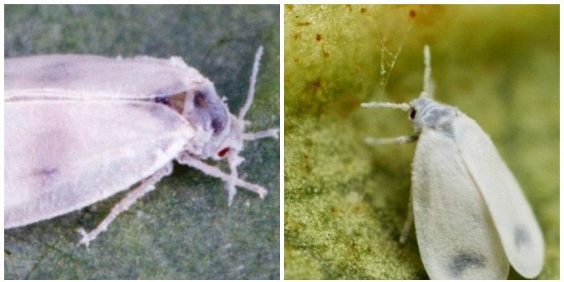 Пеперуди с белокрилка