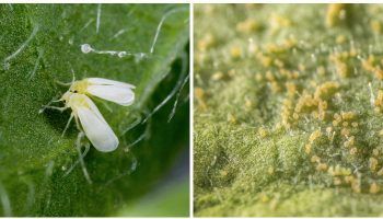 Белокрилка