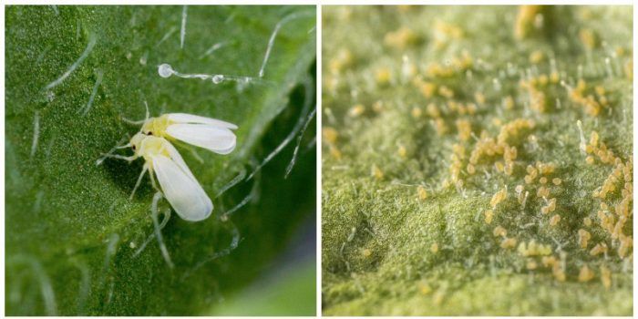 Вредител по доматите Белокрилка