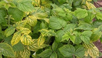 Малинова хлороза