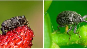 Хоботник по ягодите