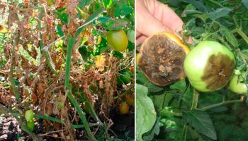 Късна мана по доматите