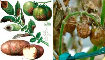 Фитофтора по растенията