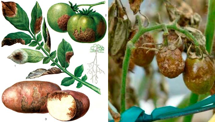 Късна мана Фитофтора по растенията