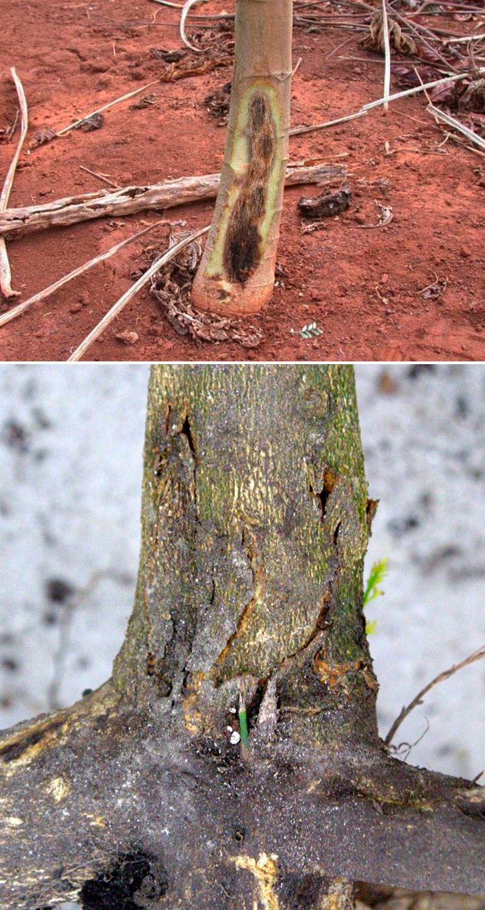 Гъбична инфекция по дърветата Фитофтора по дърветата