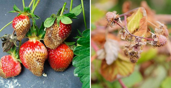 Маната по горските плодове Фитофтора на ягоди и малини